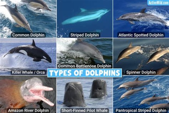 Are dolphins owned by the Queen?