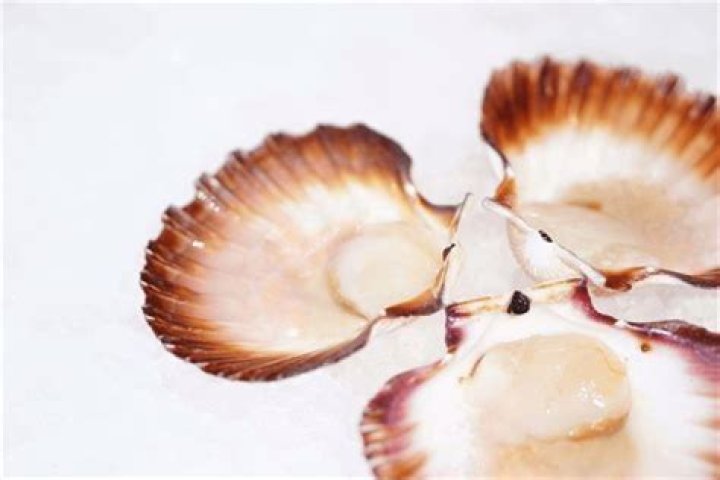 Are frozen scallops any good?