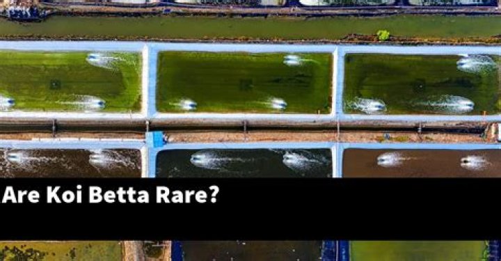 Are koi Betta rare?