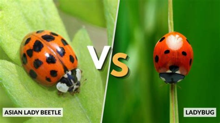 Are Lady bugs friendly?