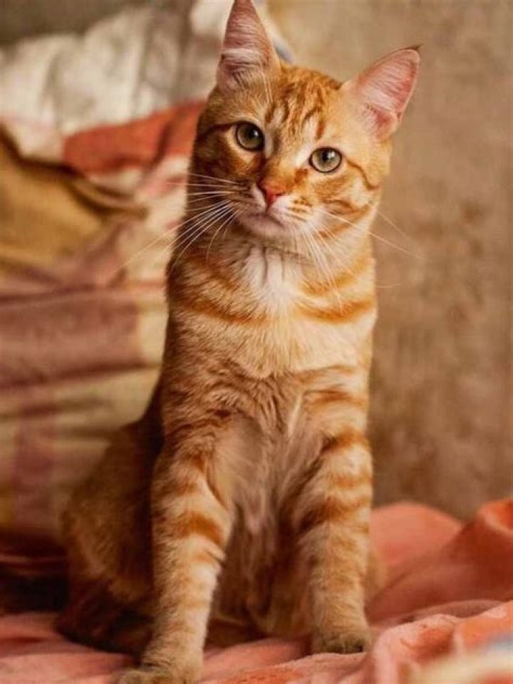 Are tabby cats worth money?