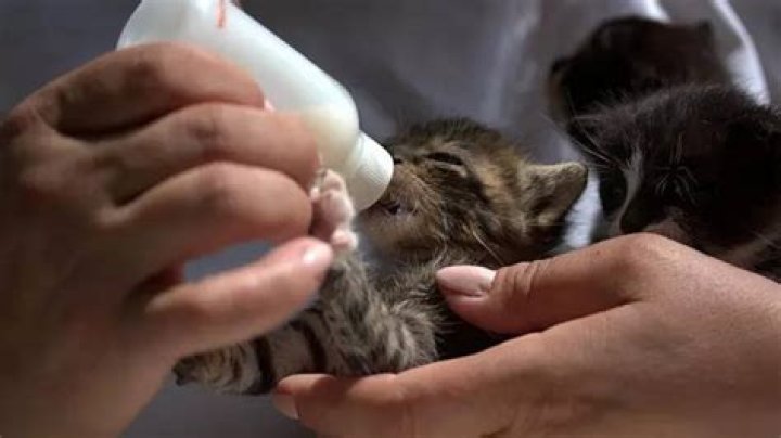 At what age kittens start eating?