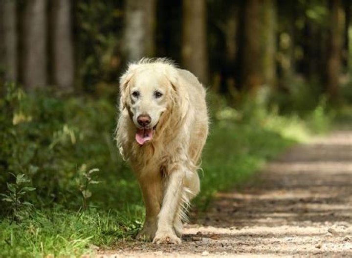 Can a dog run itself to death?