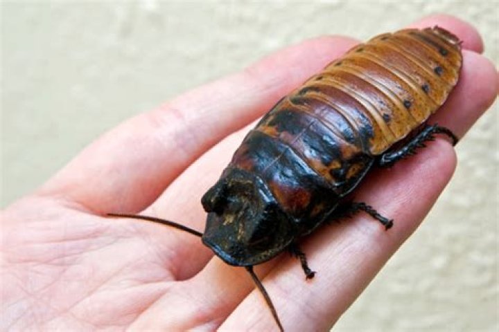 Can a roach be a pet?