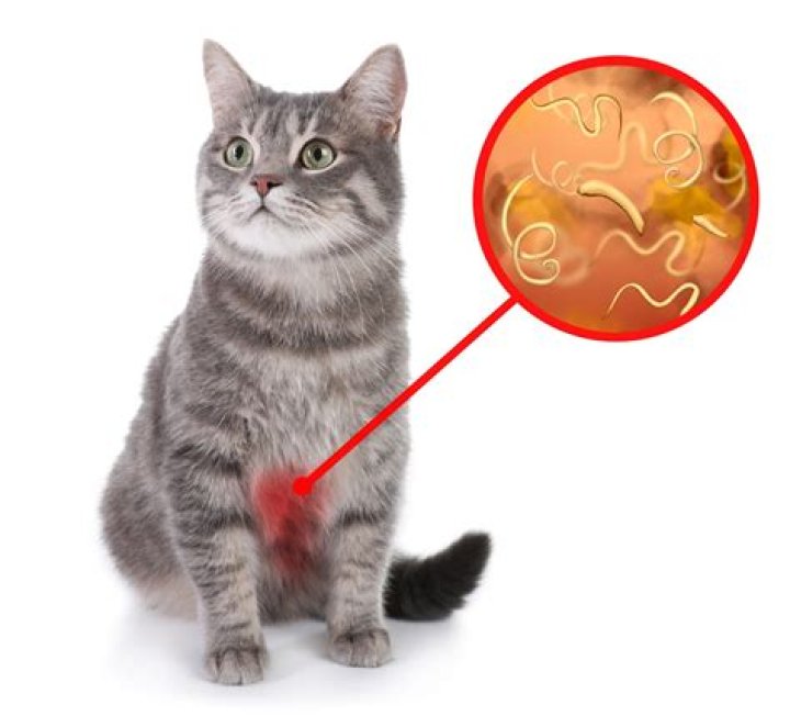 Can an indoor cat get worms?