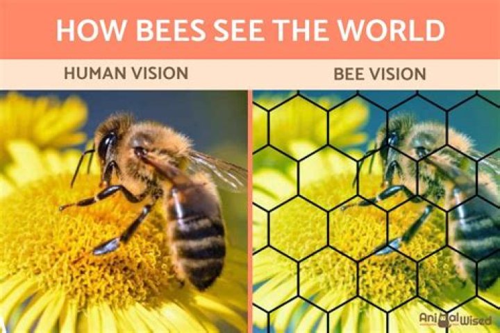 Can bees see gray?