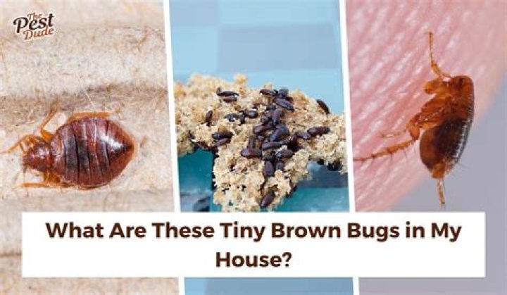 Can bugs come back to life?