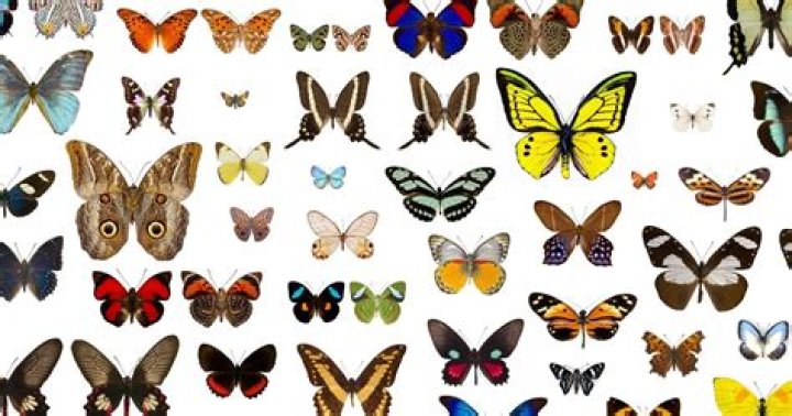 Can butterflies get you blind?