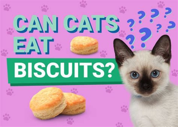 Can cats eat biscuits?