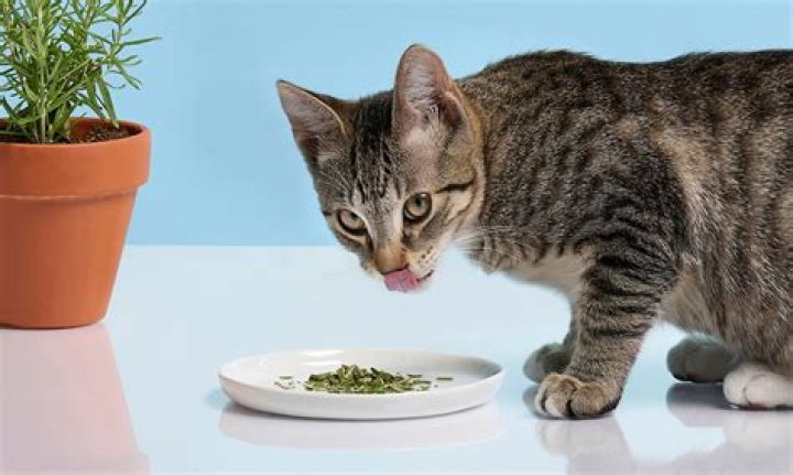 Can cats eat rosemary?