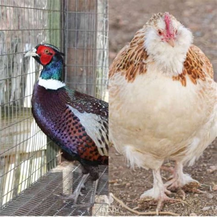 Can chicken crossbreed?
