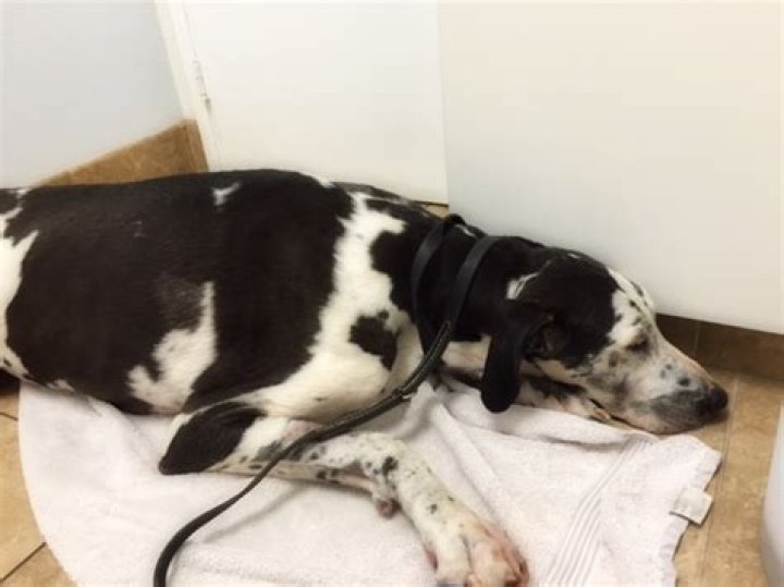 Can dogs poop if they have bloat?