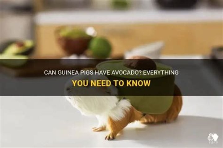 Can guinea pigs have avocado?