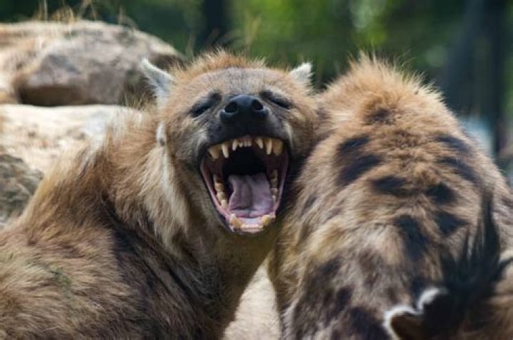 Can hyenas bond with humans?
