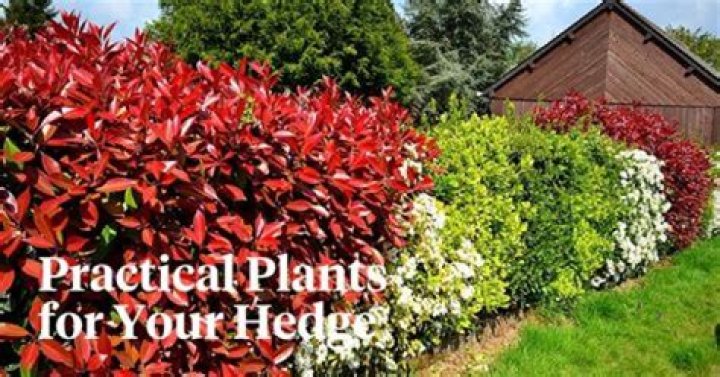 Can my Neighbour remove a hedge between our properties?
