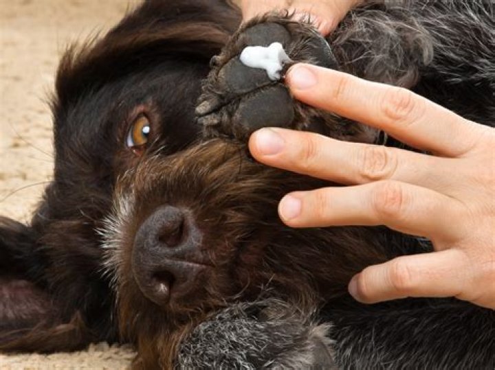 Can Neosporin be used on dogs?