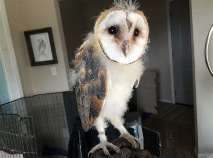 Can owls be pets?
