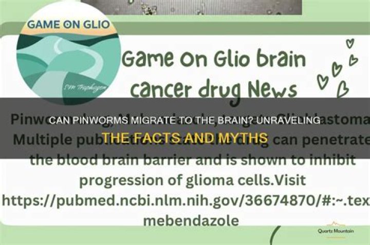 Can pinworms travel to the brain?