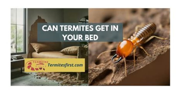 Can termites live in mattress?