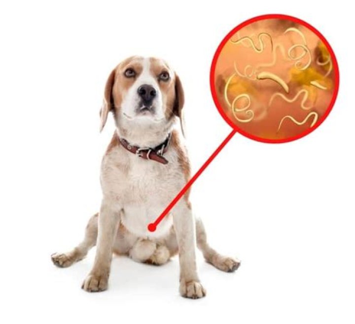 Can worms make a dog cough?