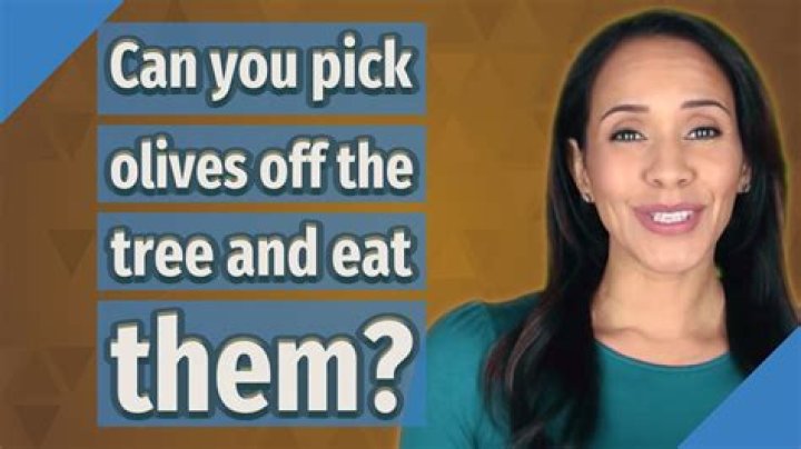 Can you eat olives off the tree?