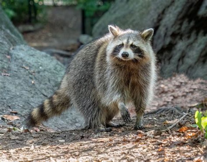 Can you eat racoon?