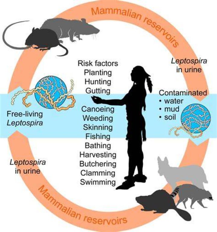 Can you get leptospirosis from rat poop?