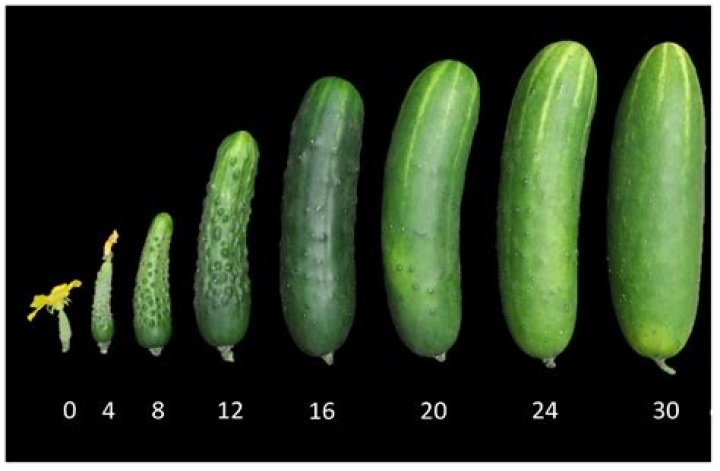 Can you get sick from a bad cucumber?