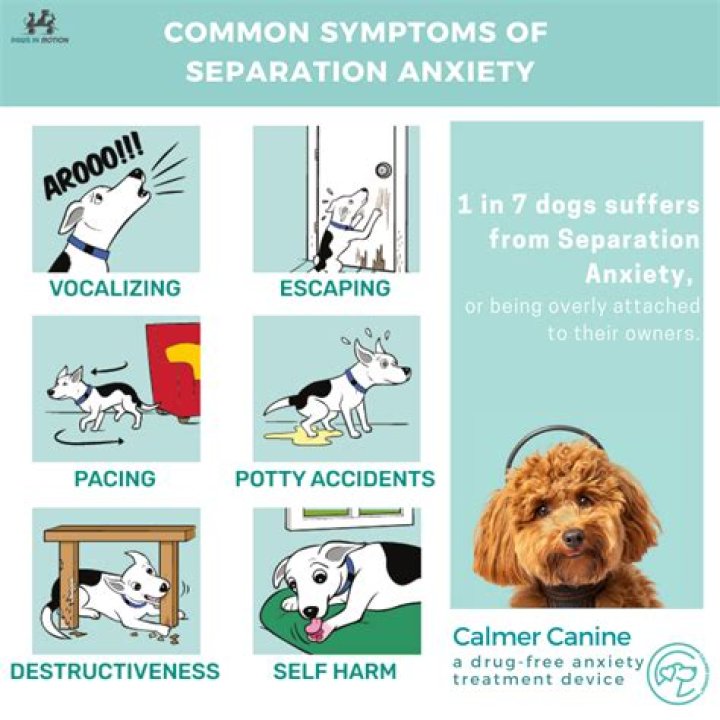 Can you train a dog out of separation anxiety?