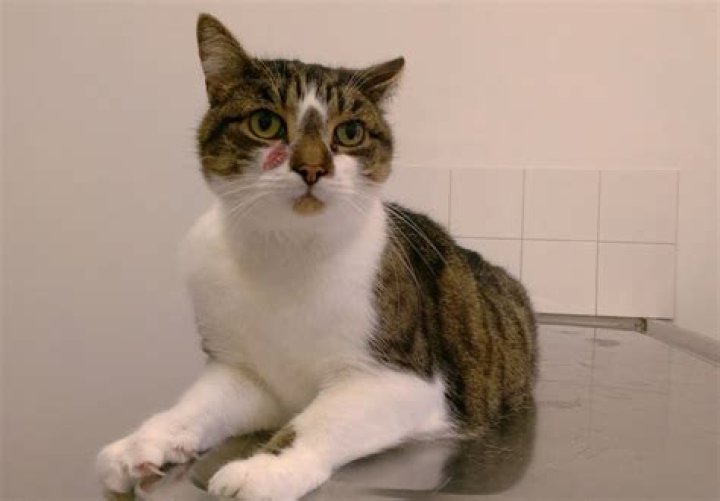 Do cats dry themselves after a bath?