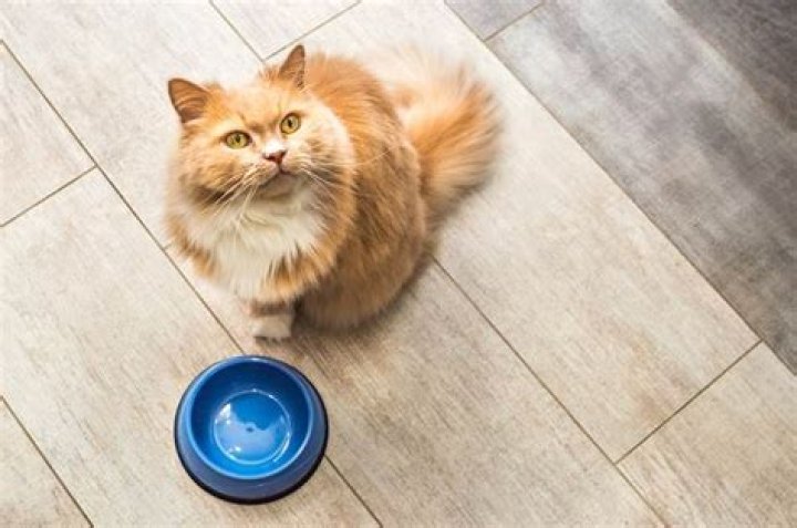 Do cats get their feelings hurt?