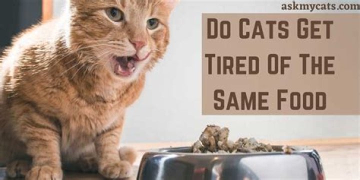 Do cats get tired of the same food?