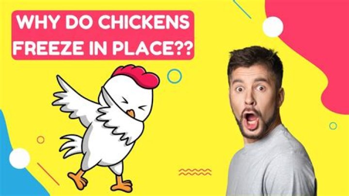 Do chickens freeze when scared?