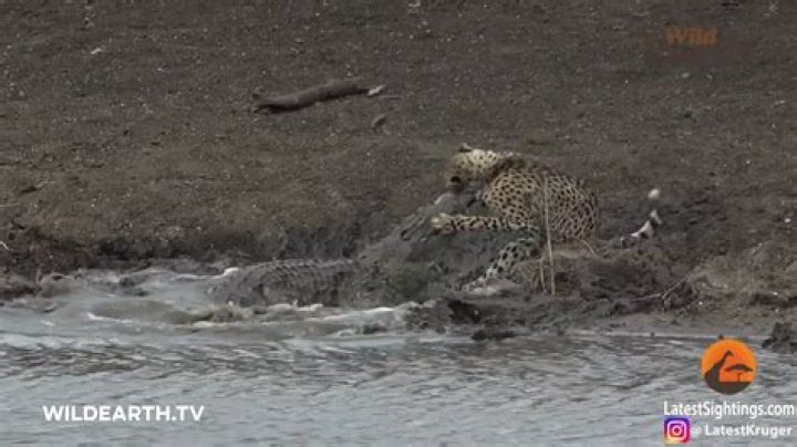 Do crocodiles eat cheetahs?