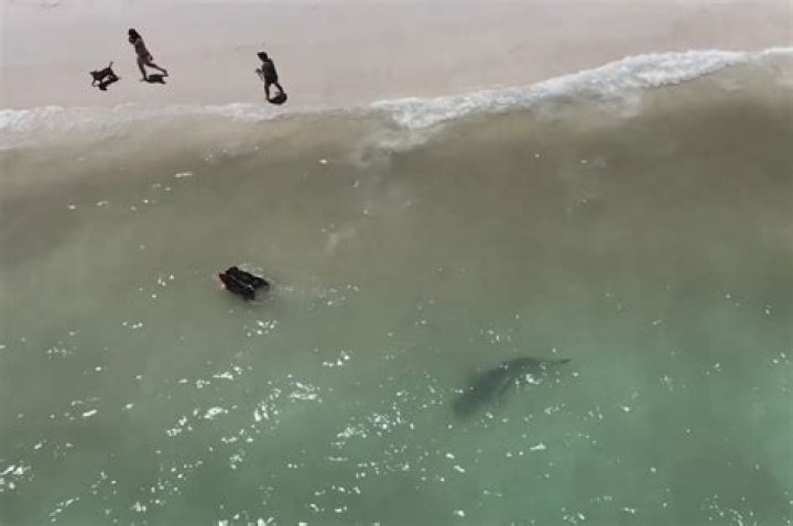 Do dogs attract sharks at the beach?