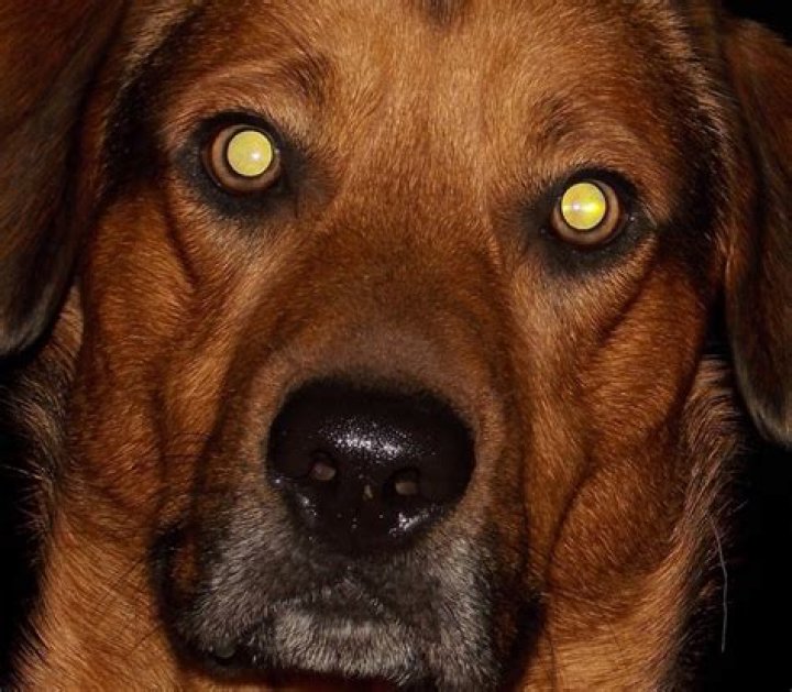Do dogs get hot at night?