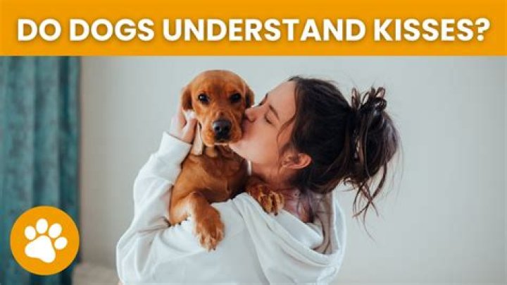 Do dogs understand friendship?