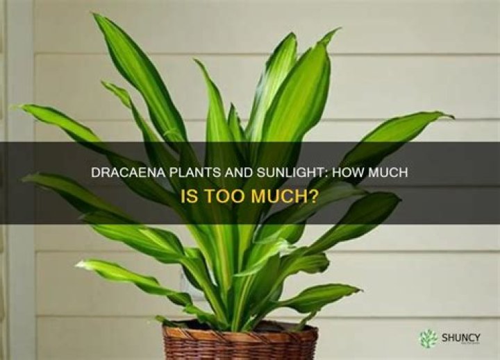 Do Dracaena plants need sunlight?