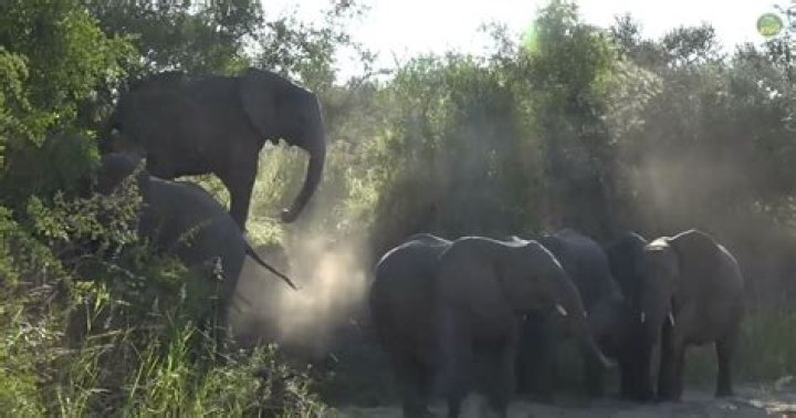 Do elephants fart?