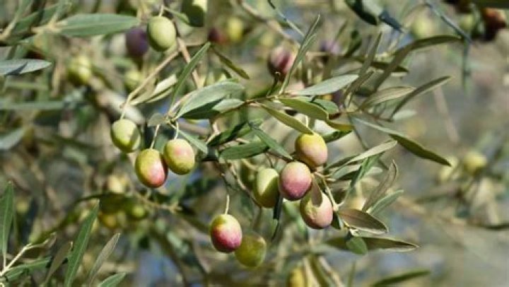 Do flowers on olive trees turn into olives?
