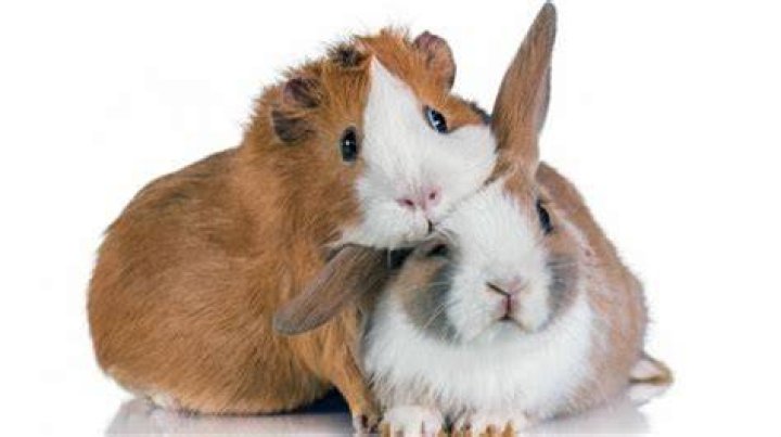 Do guinea pigs get attached to one person?