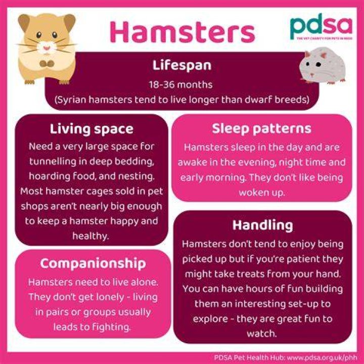 Do hamsters need a night light?