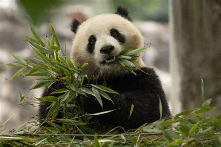 Do Japanese like pandas?