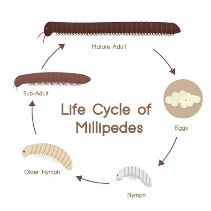 Do millipedes lay eggs?