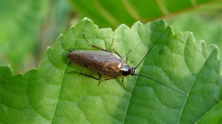Do orange peels repel roaches?