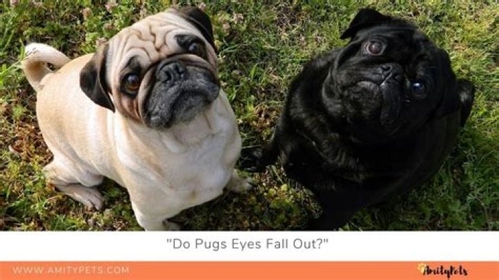 Do pugs eyes fall out?