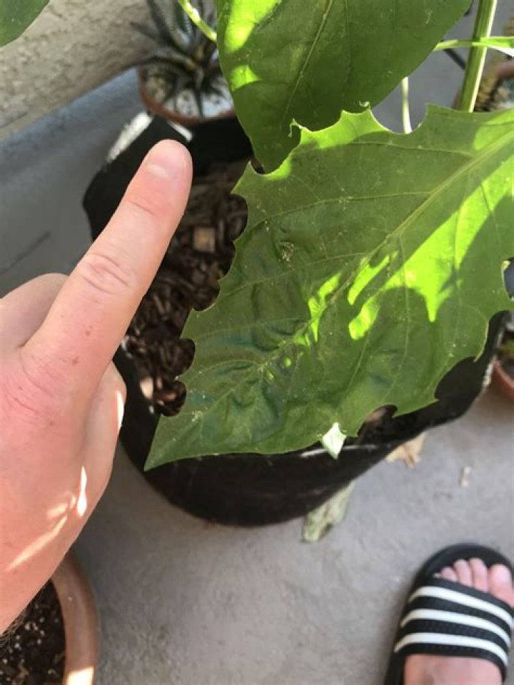 Do rats eat pepper plants?