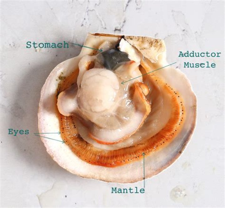 Do scallops have organs?