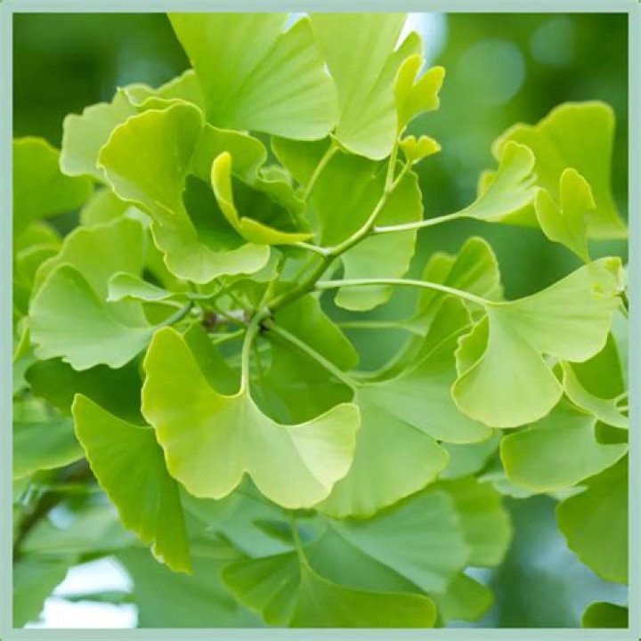 Does Ginkgo help tinnitus?