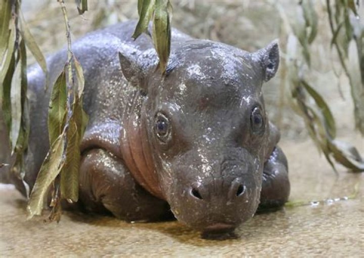 Does hippo taste like pork?